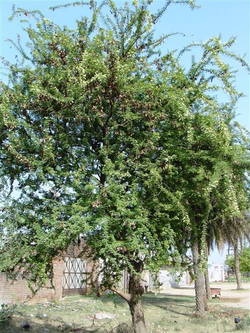 Senegalia modesta